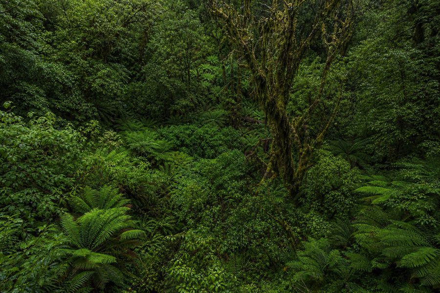 valdivia-canopy-04.mp4